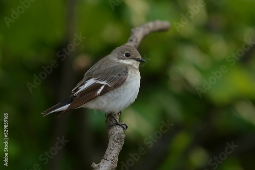 red backed shrike on branch