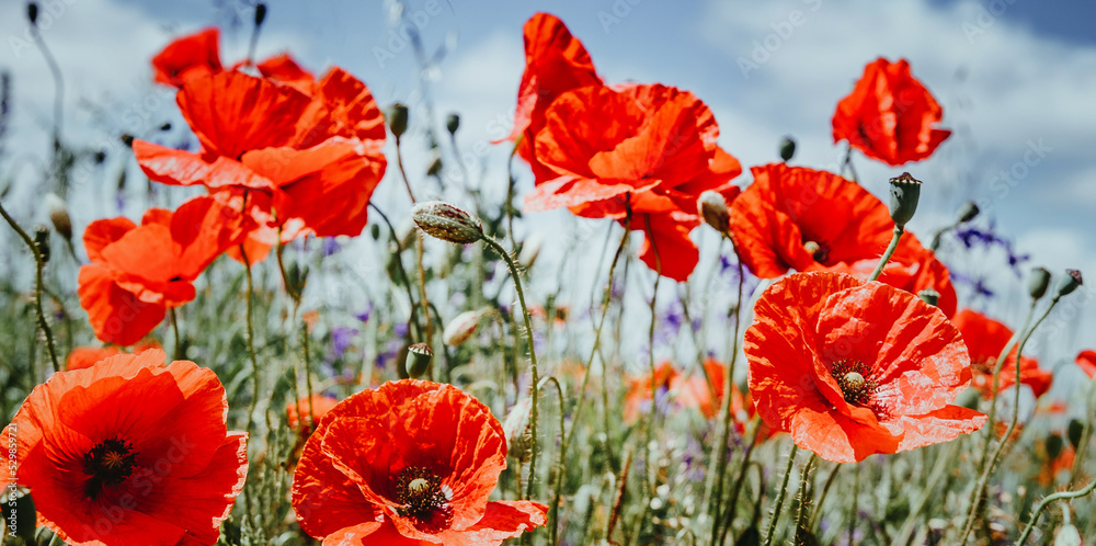 Obraz premium Flowers Red poppies blossom on wild field. Beautiful field red poppies with selective focus. Red poppies under of sunlight. Opium poppy. Natural drugs. Glade of red poppies. Soft focus.