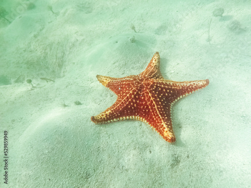 Red Cushion Sea Star at Starfish Point