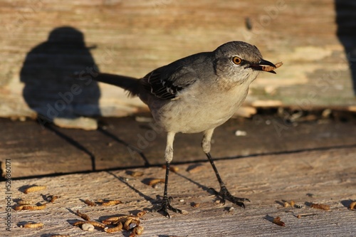 Closeup of the northern mockingbird, Mimus polyglottos feeding on worms. photo