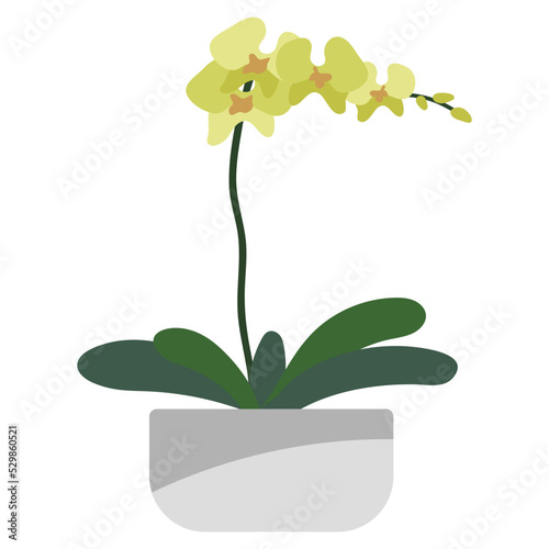 Orchid