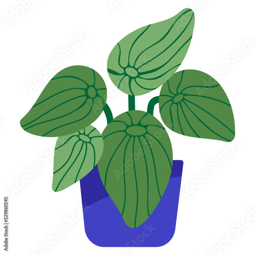 Plant10