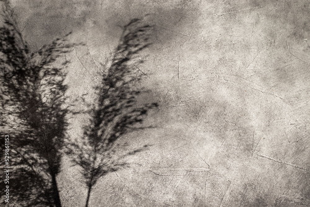 Reed shadow on a black wall. Textured background. Reed shadow on a black wall. Textured background.