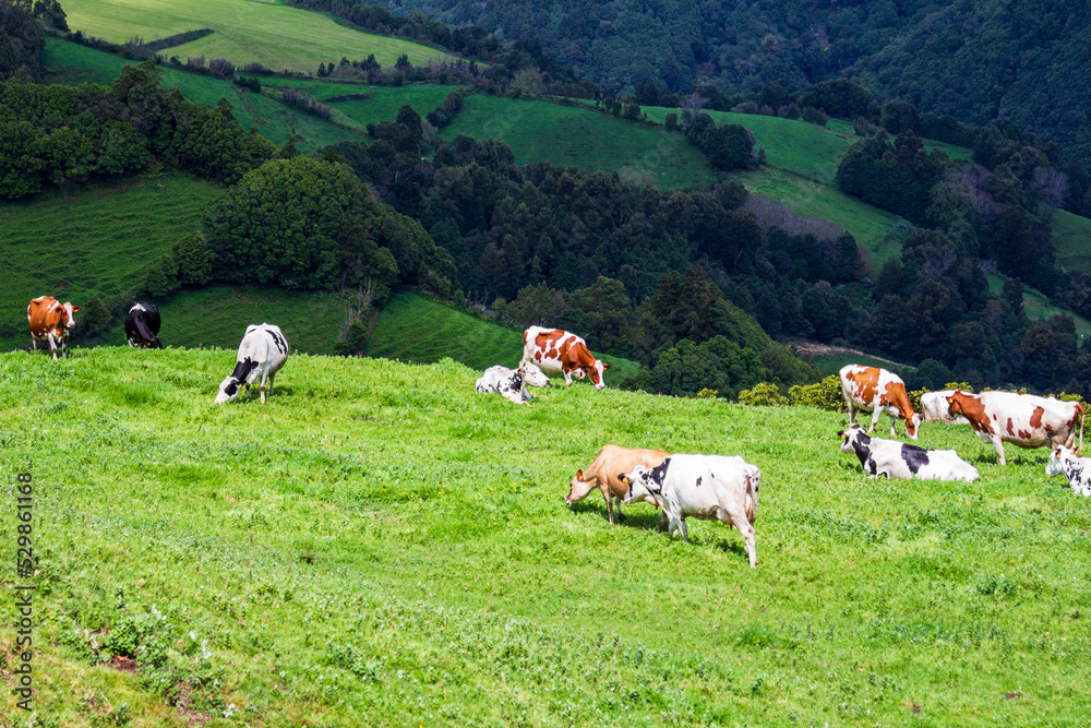 Obraz premium cows grazing in the mountains of Azores