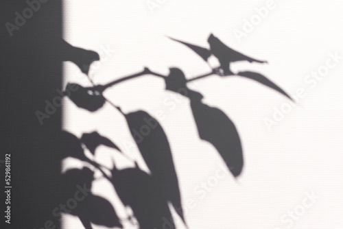 Shadow of a pepper plant with big leaves on a wall. Textured background.