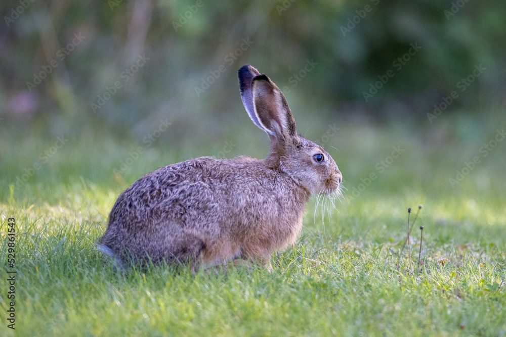 Fototapeta premium European hare sitting on the grass