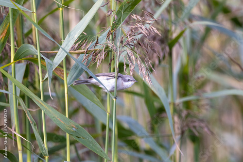 lesser whitethroat sitting in the reeds photo