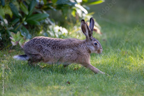 European hare walking on the grass