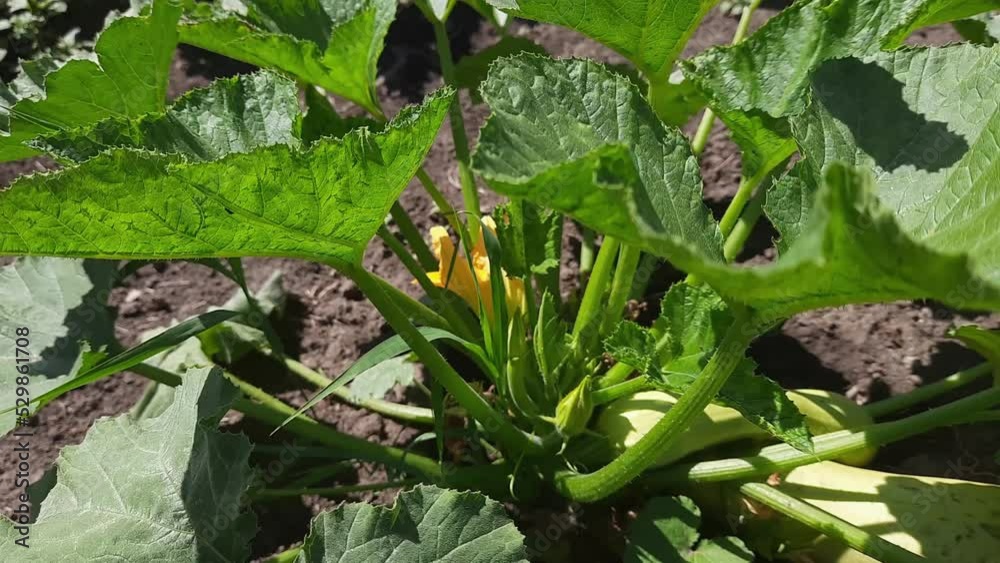 Vegetable marrow plant on a field in sunny windy weather Vegetable marrow plant on a field in sunny windy weather