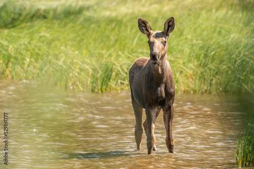 Baby moose in colorful blue and green water. 