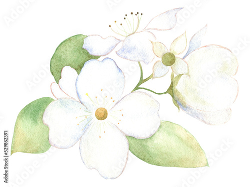 White jasmine flowers with green leaves . Watercolor image.