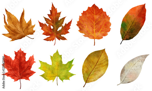 autumn nature