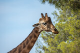 portrait d'une girafe devant un ciel bleu