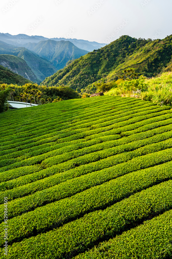 Beautiful tea plantation landscape on the mountaintop of Alishan in Chiayi, Taiwan.