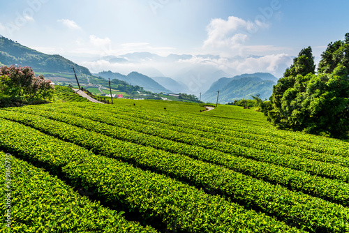 Beautiful tea plantation landscape on the mountaintop of Alishan in Chiayi, Taiwan.