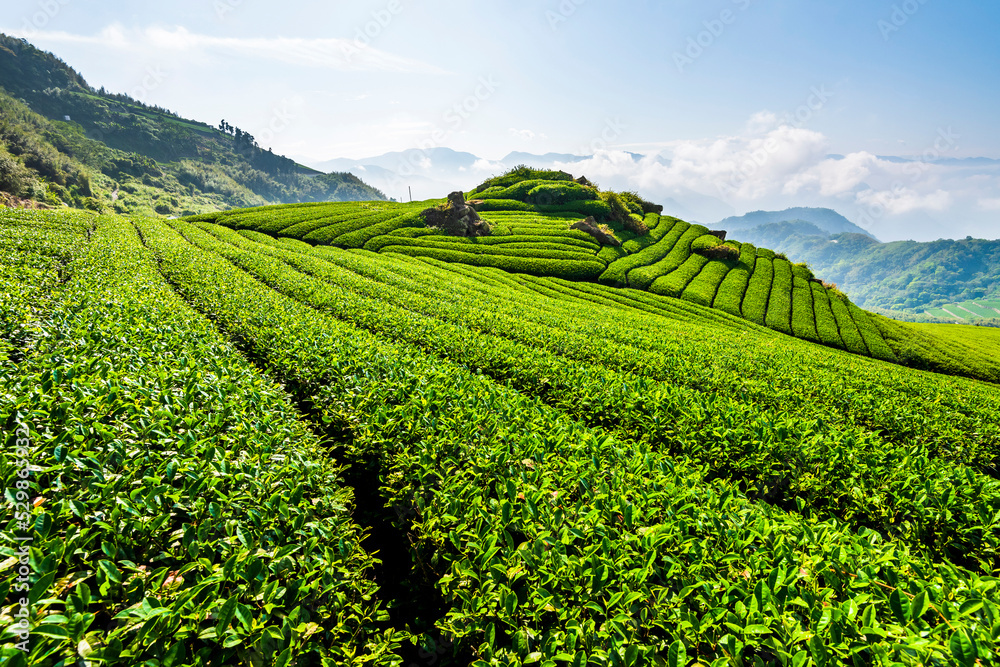Beautiful tea plantation landscape on the mountaintop of Alishan in Chiayi, Taiwan.