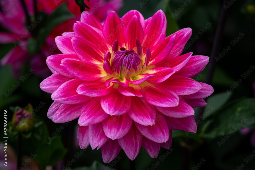 Dahlien Dahlien