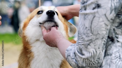 Portrait of a dog during a dog show