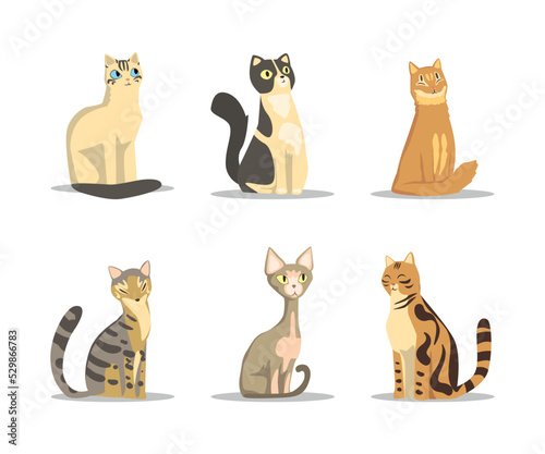 Fluffy Purebred Cat with Tail and Cute Snout in Sitting Pose Vector Set