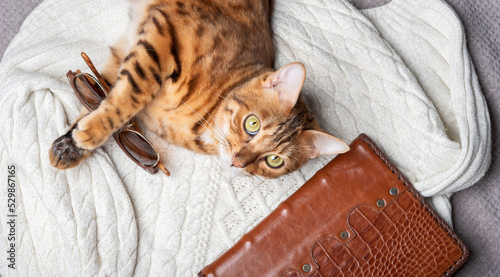 Canvas Print A cat lying on a white sweater with a leather-bound diary.