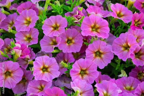 Pink flowers with yellow center in the garden