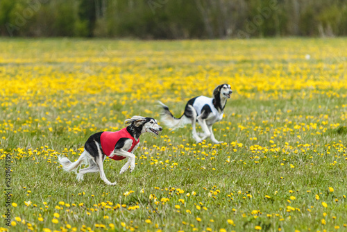 Saluki dogs in red and white shirts running and chasing lure in the field on coursing competition