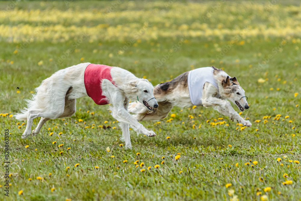 Borzoi dogs in red and white shirts running and chasing lure in the field on coursing competition Borzoi dogs in red and white shirts running and chasing lure in the field on coursing competition