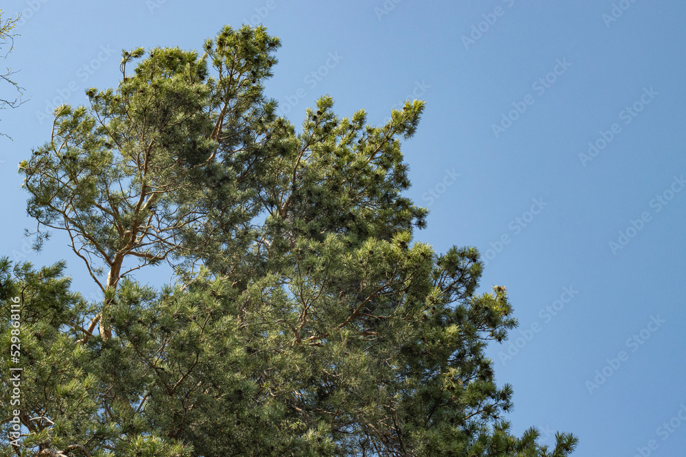 Fluffy pine tree against a beautiful blue sky