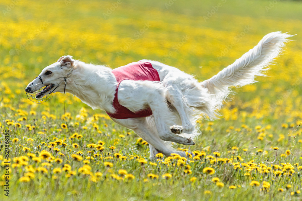 Borzoi dog flying moment of running across the field on lure coursing competition Borzoi dog flying moment of running across the field on lure coursing competition