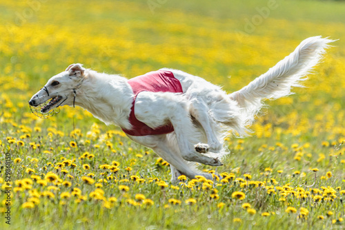 Borzoi dog flying moment of running across the field on lure coursing competition