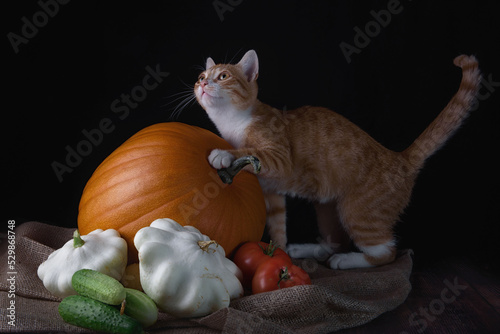 Still life with vegetables and a ginger kitten on a dark background, pumpkin, tomatoes, healthy food.
