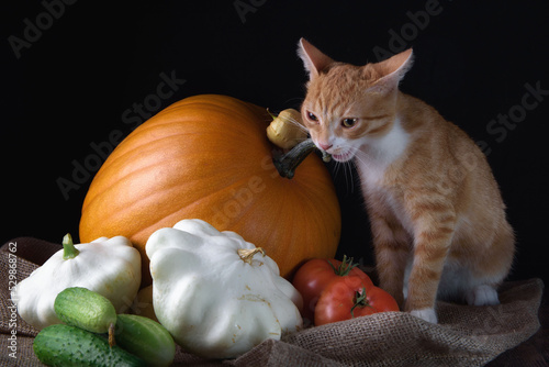Still life with vegetables and a ginger kitten on a dark background, pumpkin, tomatoes, healthy food.