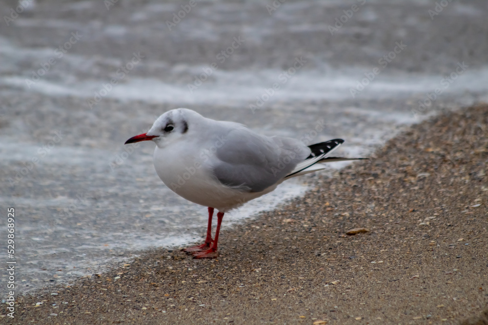 seagull on the beach seagull on the beach
