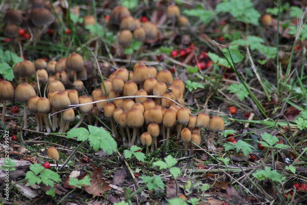 sulphur tuft or clustered woodlover in the botanic garden of Capelle aan den IJssel sulphur tuft or clustered woodlover in the botanic garden of Capelle aan den IJssel