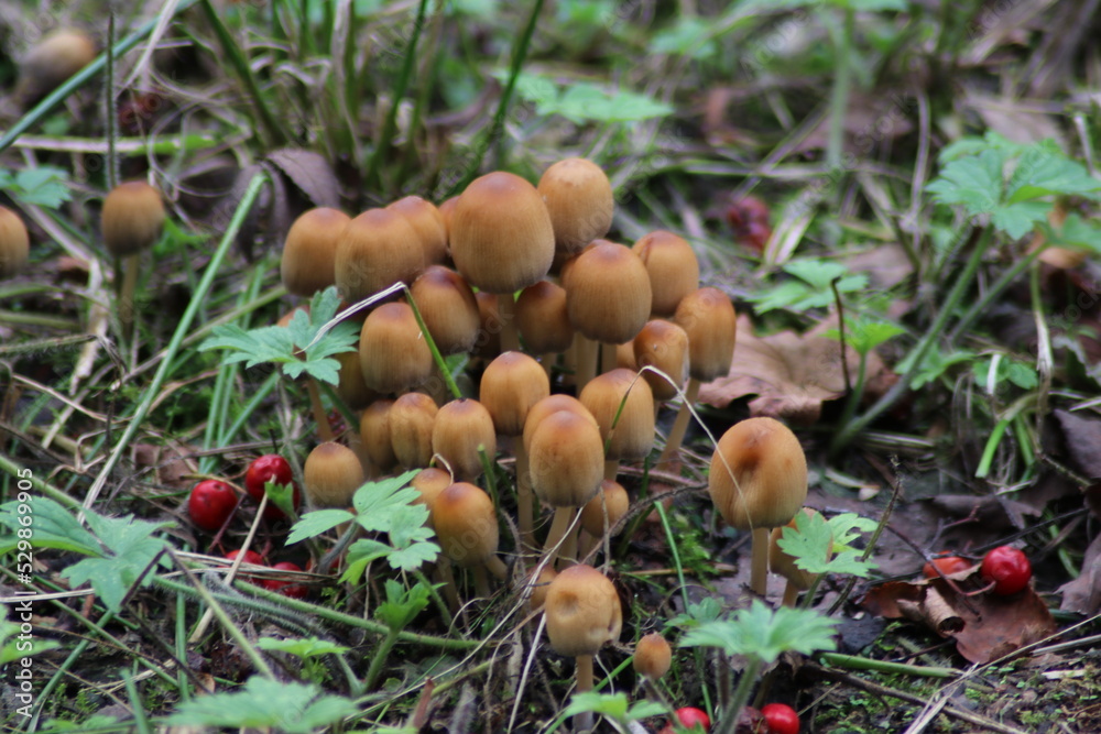 sulphur tuft or clustered woodlover in the botanic garden of Capelle aan den IJssel sulphur tuft or clustered woodlover in the botanic garden of Capelle aan den IJssel