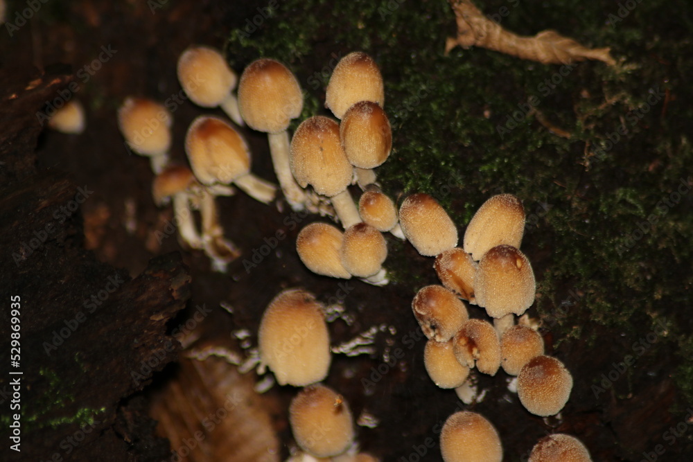 sulphur tuft or clustered woodlover in the botanic garden of Capelle aan den IJssel sulphur tuft or clustered woodlover in the botanic garden of Capelle aan den IJssel