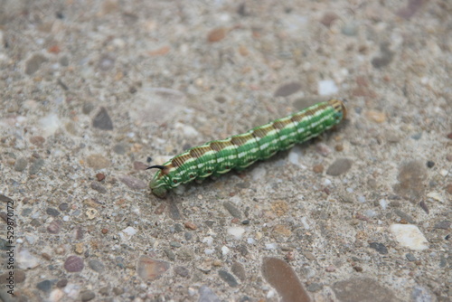 Green catapillar crawling over concrete road at the Veluwe