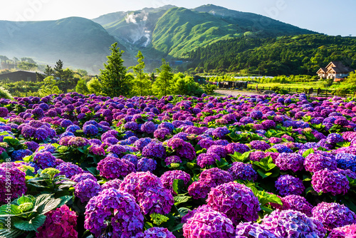 Purple hydrangea flowers bloom beautifully in Jhuzihu of Yangmingshan National Park, Taiwan. 