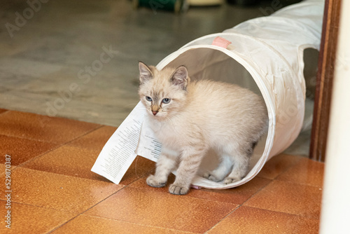 Gattino bianco gioca con il tunnel photo