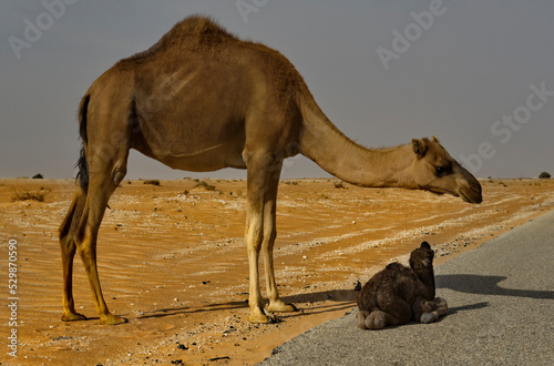 West Africa. Mauritania. A camel carefully guards a newly born little camel lying on the side of an asphalt road in the Sahara Desert.