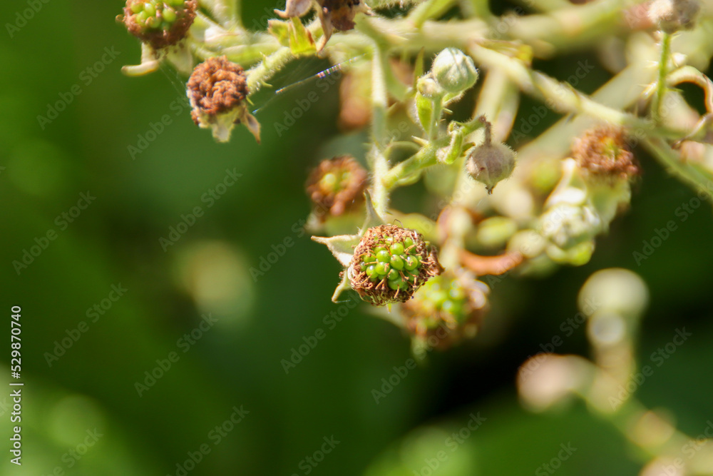 Thorns and Blossom of blackbarry plant at Park Hitland in Nieuwerkerk aan den IJssel Thorns and Blossom of blackbarry plant at Park Hitland in Nieuwerkerk aan den IJssel