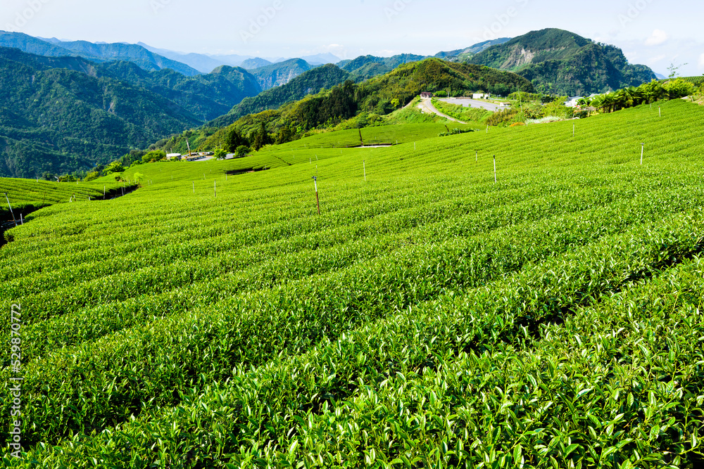 Beautiful tea plantation landscape on the mountaintop of Alishan in Chiayi, Taiwan.