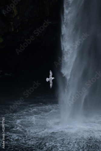 Gabbiano con una cascata sullo sfondo alle isole Faroe