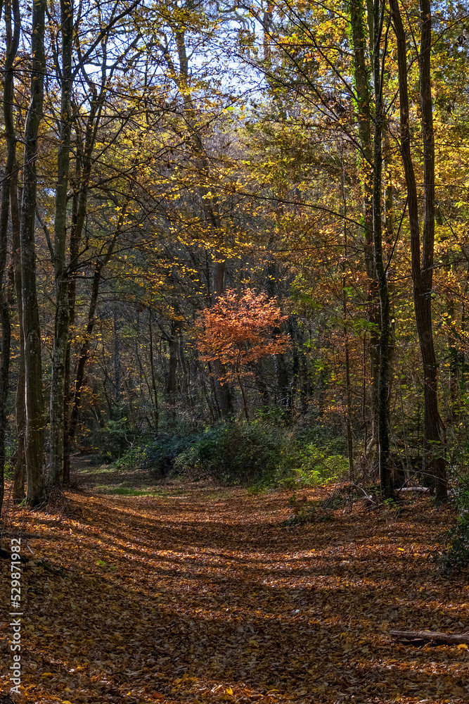 Forêt en automne avec rayons de soleil filtrant entre les arbres