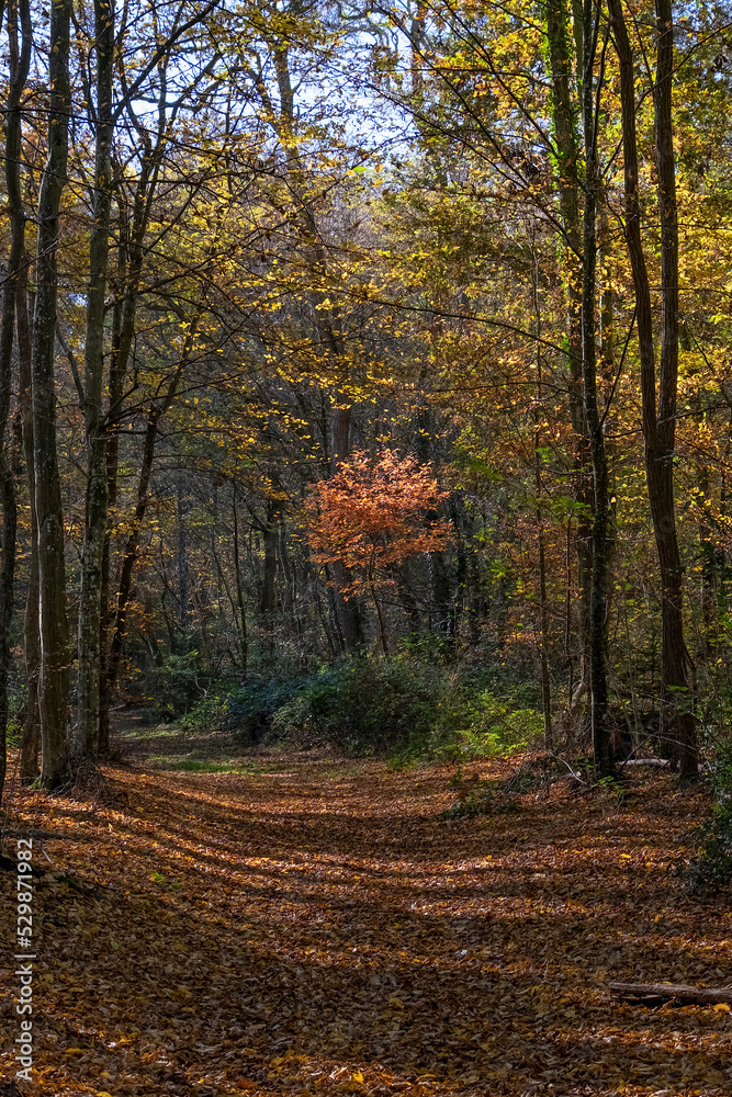 Forêt en automne avec rayons de soleil filtrant entre les arbres Forêt en automne avec rayons de soleil filtrant entre les arbres