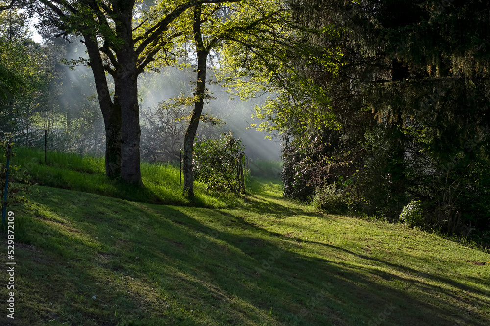 Rayons de soleil matinal filtrant au travers des arbres et brume en arrière-plan Rayons de soleil matinal filtrant au travers des arbres et brume en arrière-plan