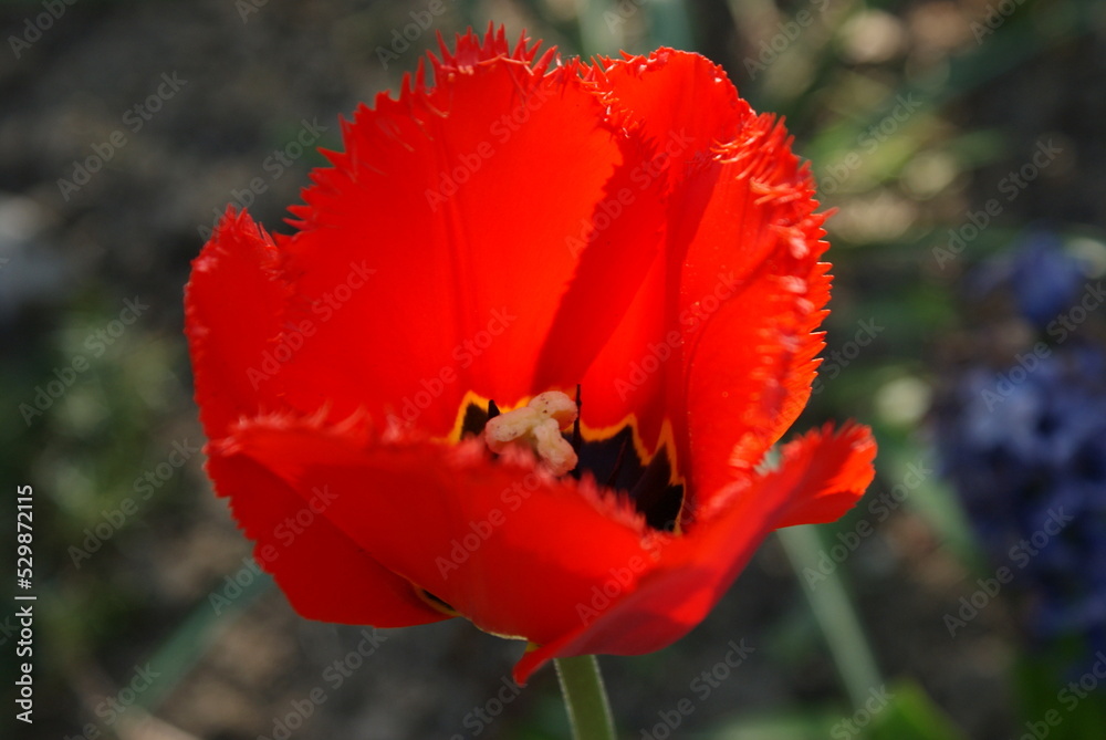 Tulip flower close up photo. Part of beautiful flower garden.
Tulip flower close up photo. Part of beautiful flower garden.