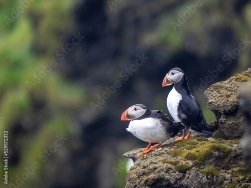 Fascinating view of Atlantic puffin colonies on the cliffs of Storhofdi, Vestmannaeyjar (Westman Islands) off the south coast of Iceland © Luis