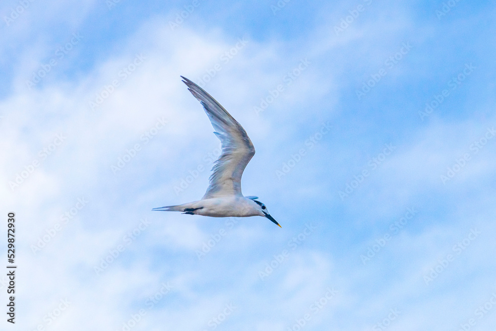 Flying seagull bird with blue sky background clouds in Mexico.
