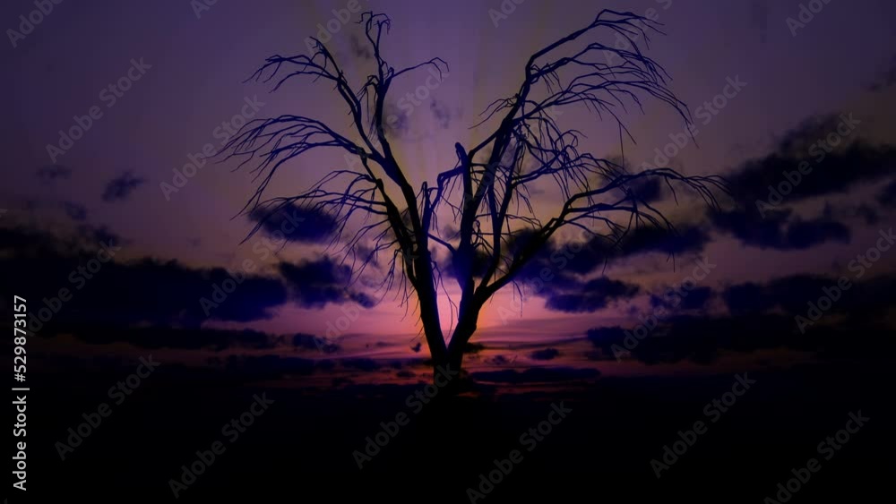dead tree sunrise 4k dead tree sunrise 4k